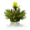 Discount Blossom Rain - Theebloem Theebloemen