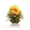 New Solstice - Theebloem Theebloemen | Goudsbloem Thee