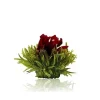 Sale Theebloem Cherry Theebloemen