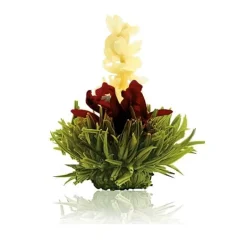 Sale Theebloem Cherry Theebloemen