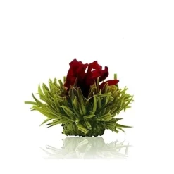 Sale Theebloem Peach Theebloemen