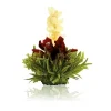 Best Theebloem Raspberry Theebloemen