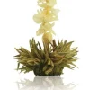 Sale White Affair - Theebloem Theebloemen | Jasmijn Thee